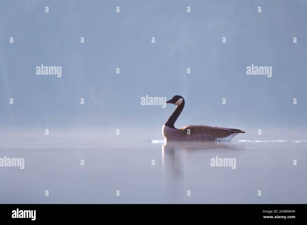 A serene setting upon a foggy lake as a Canada Goose peacefully drifts by. Lake Benson Park, Garner, North Carolina. Has plenty of copy space. Stock Photo