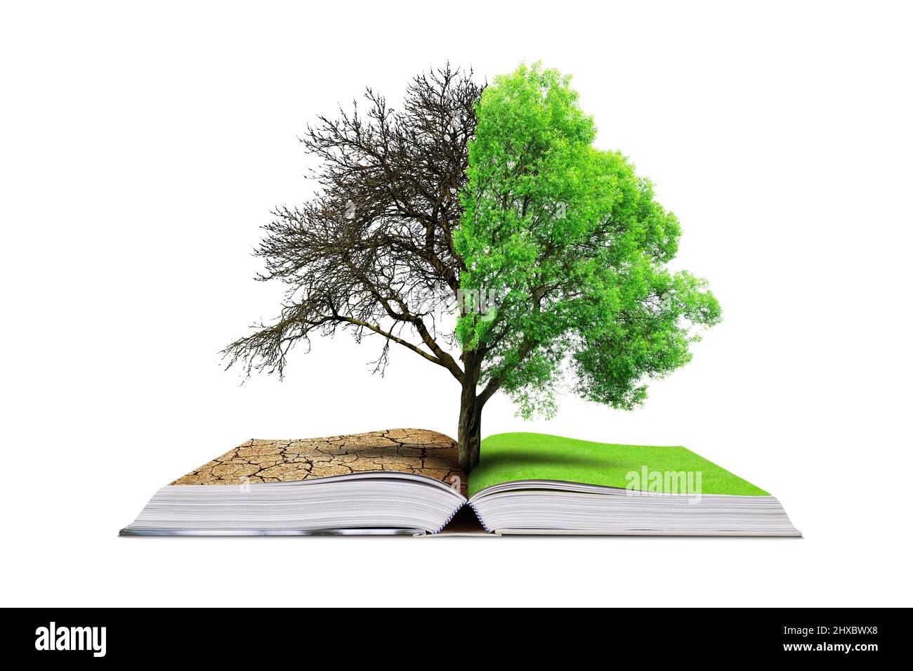 Open book with live and dead tree isolated on a white background