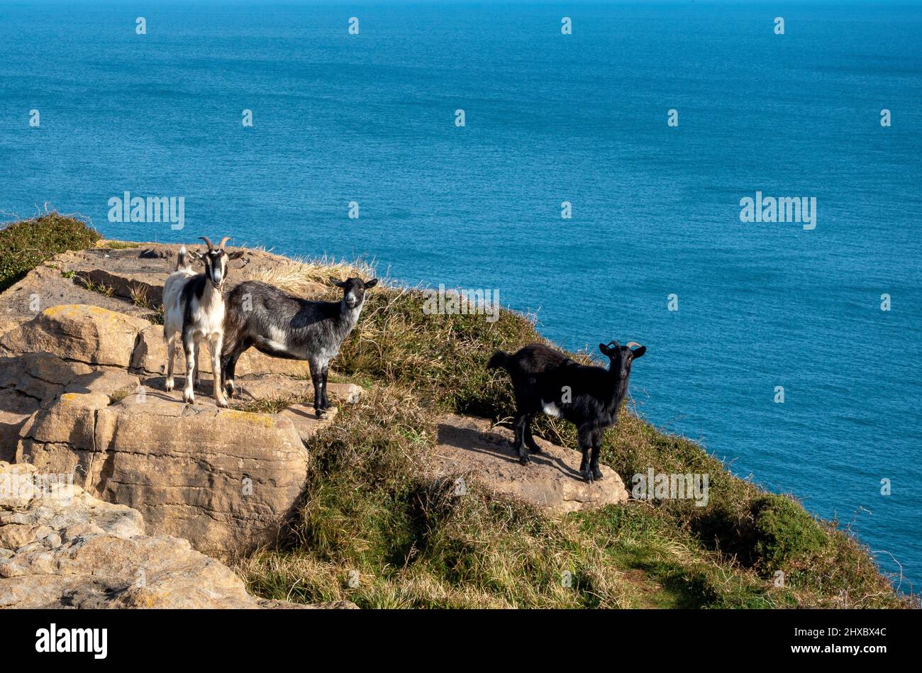 Mountain goats roaming freely in the natural park on the northern coast of Spain between Noja and La Sorrozuela in Cantabria Stock Photo