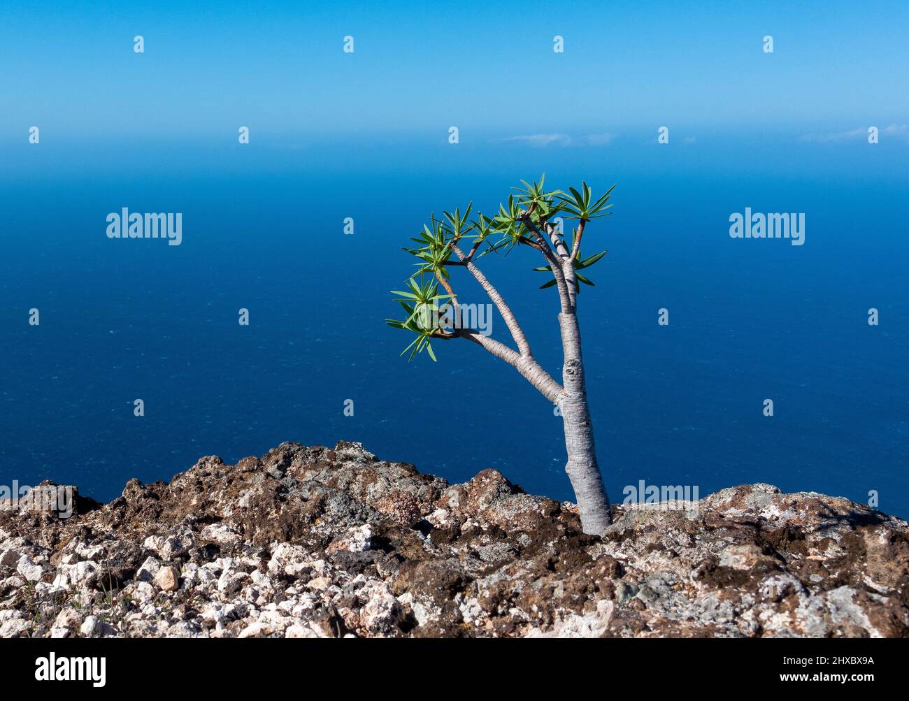 A young Dragon Tree - Dracaena cinnabari - growing on the cliff tops in La Gomera, Canary Islands, Spain Stock Photo