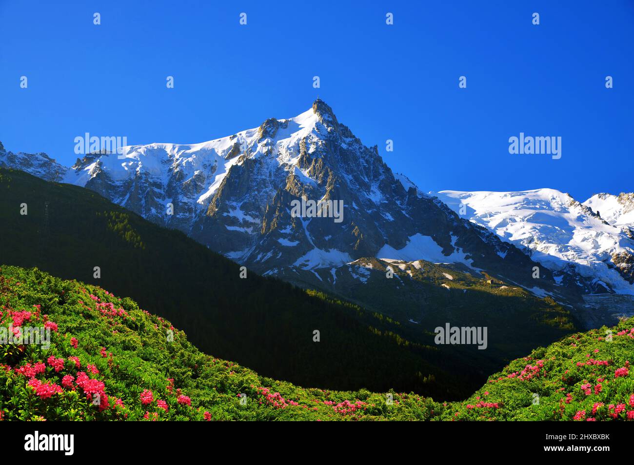 Mountain landscape with blooming Alpine Rose (Rhododendron ferrugineum).View on the mount Aiguille du Midi. Nature Reserve Aiguilles Rouges, France. Stock Photo