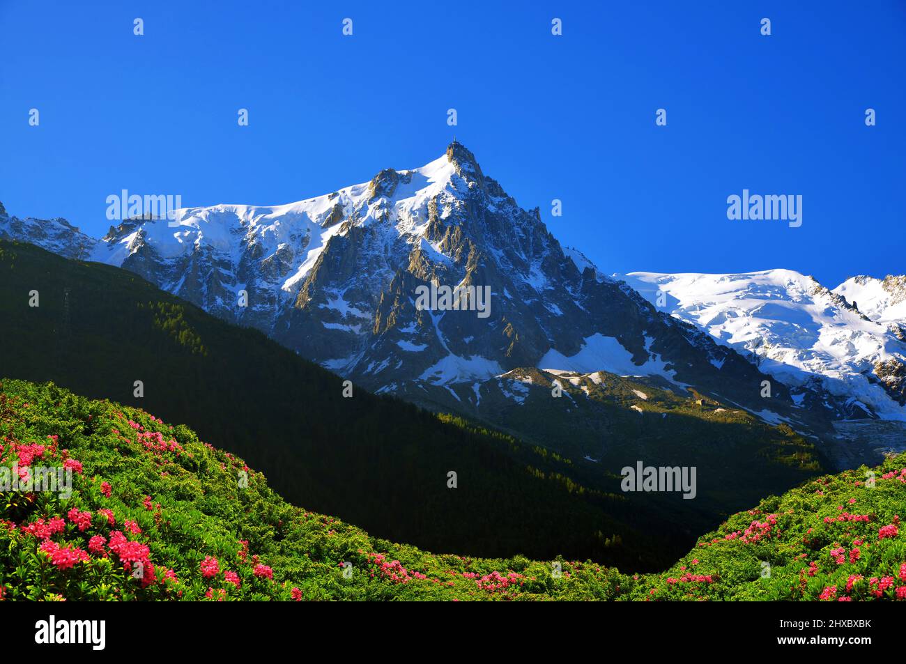 Alpine Landscape On Summer Rhododendron Hi res Stock Photography And 