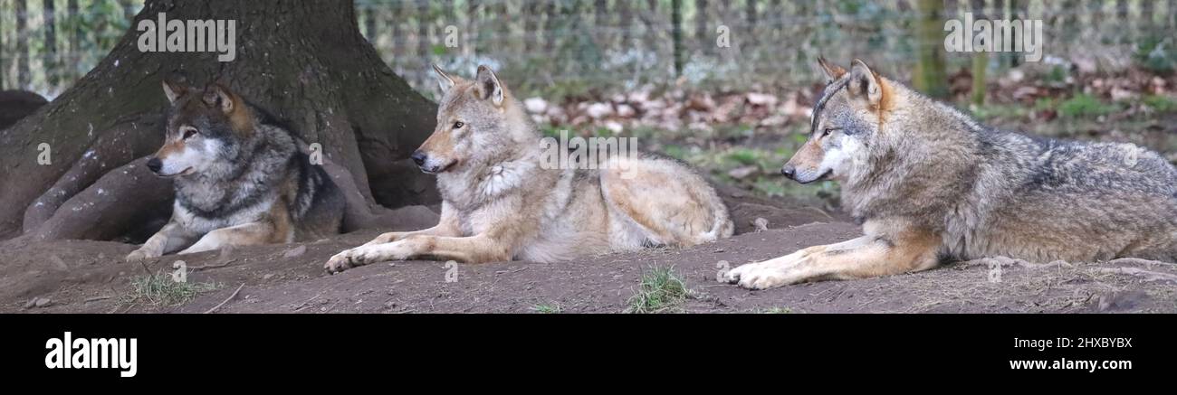 European Wolves in Zoo Enclosure Stock Photo