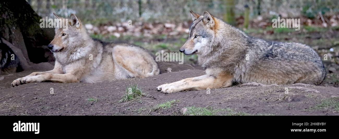 European Wolves in Zoo Enclosure Stock Photo