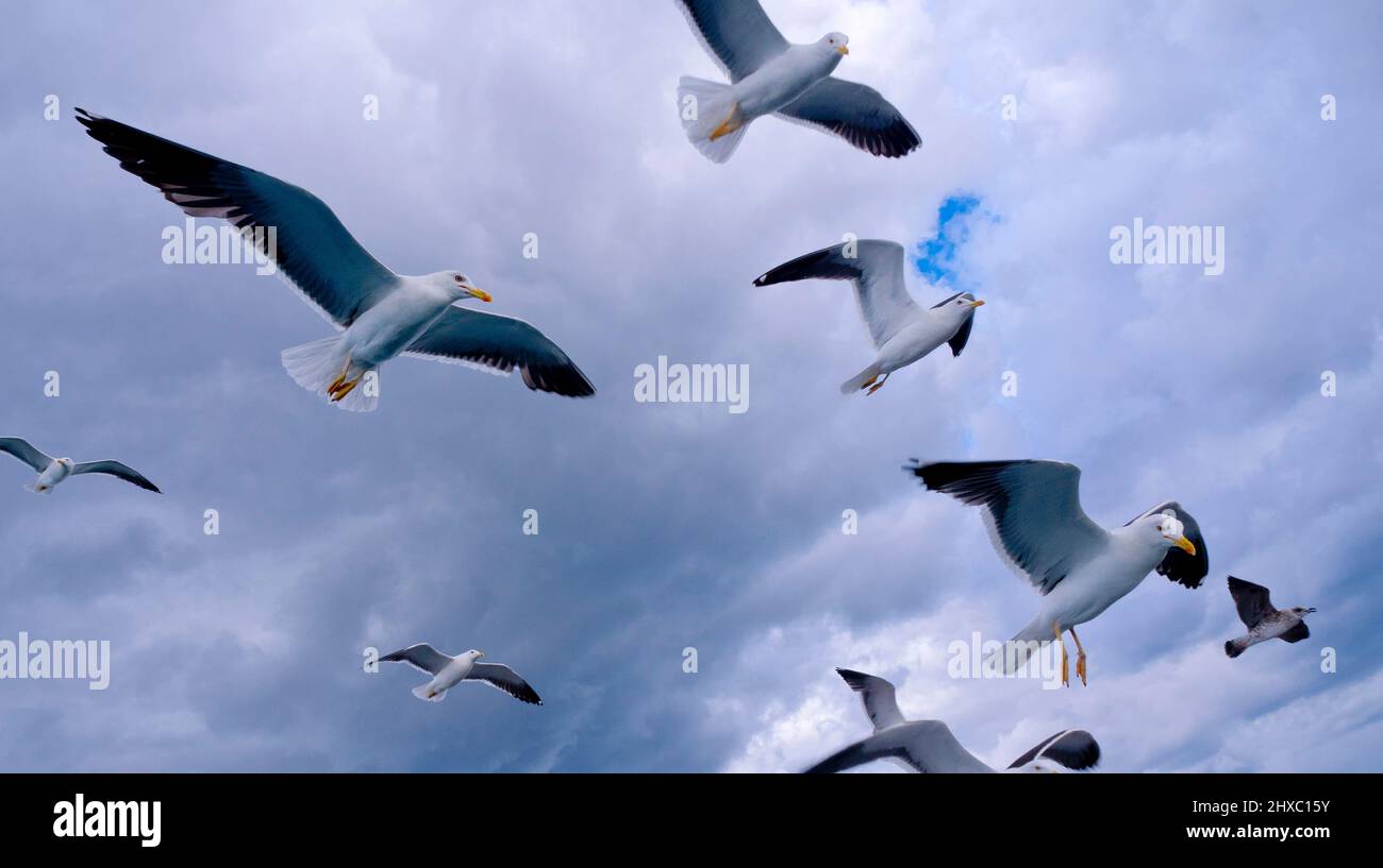 Flying Seagulls in a Cloudy Sky Stock Photo