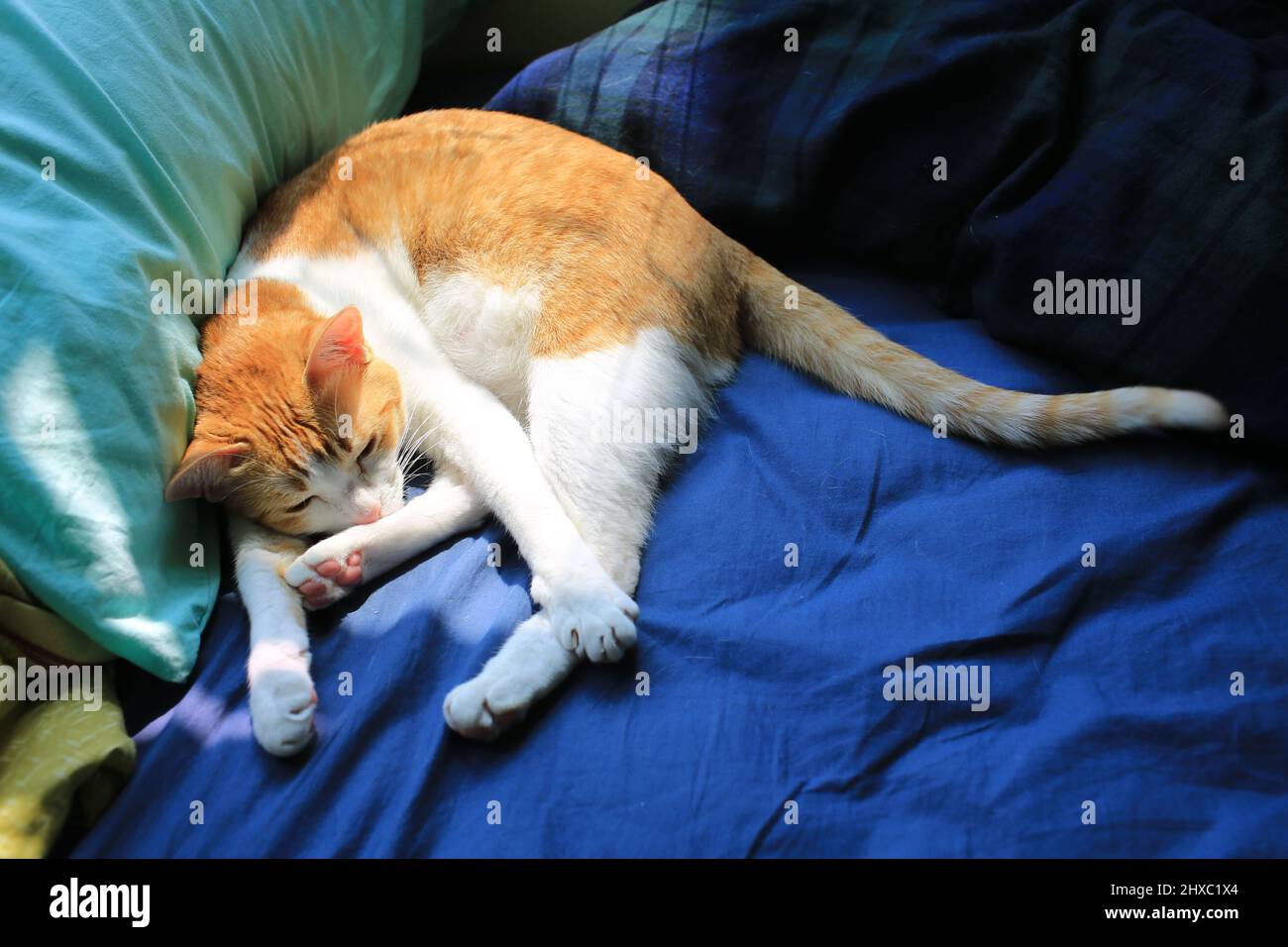 ginger cat deep sleep on the bed Stock Photo Alamy