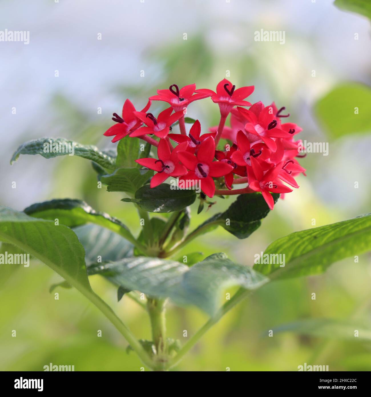 Pink flower of Pentas lanceolata Stock Photo