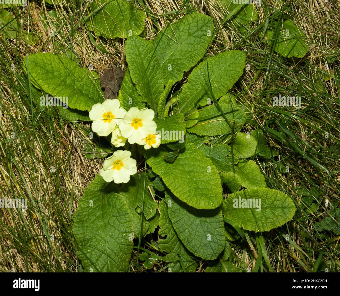The Primrose is a wild member of the Primula family and one the first spring flowers to appear, especially on south facing grassy slopes Stock Photo