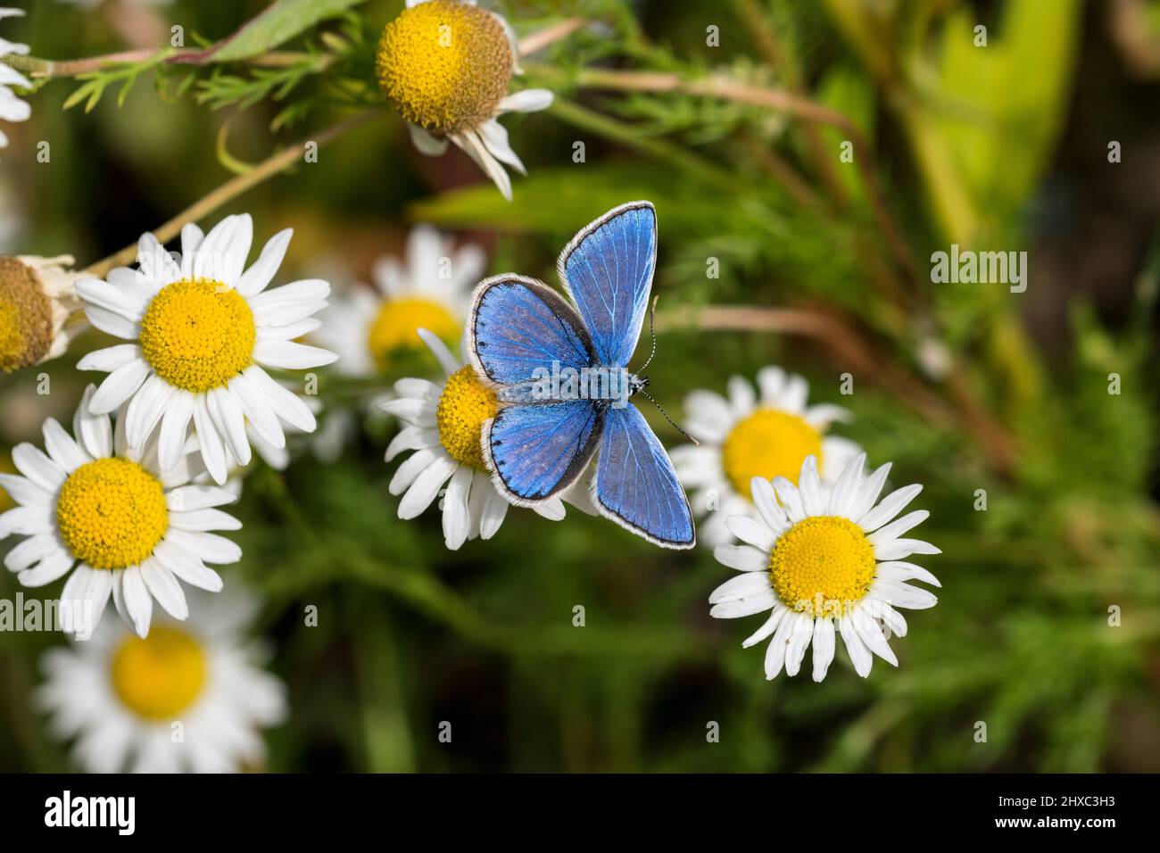 Common blue butterfly Polyommatus icarus feeding on Stinking Chamomile Anthemis cotula Stock Photo
