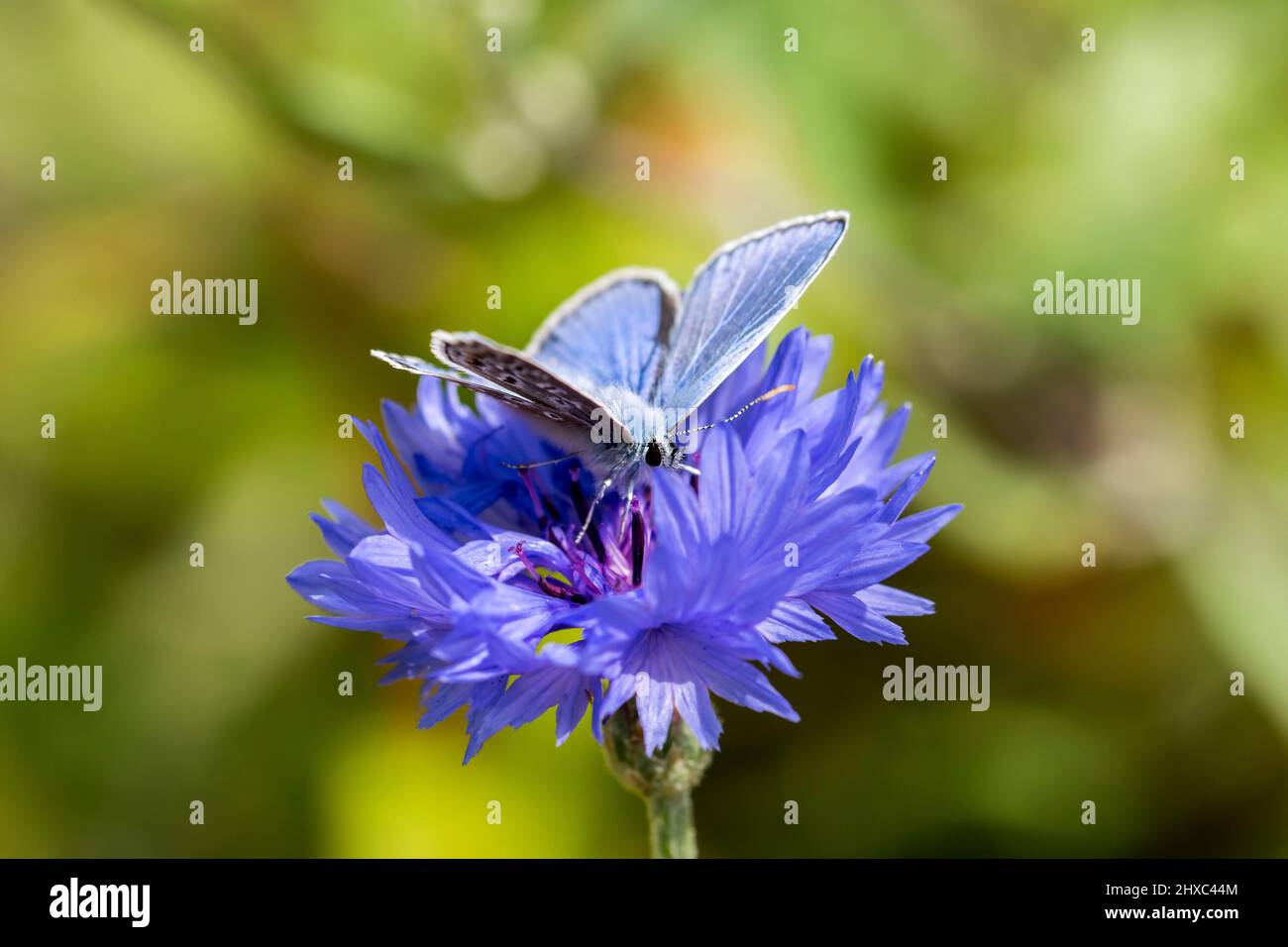 Common blue butterfly Polyommatus icarus feeding on a Cornflower Centaurea cyanus Stock Photo
