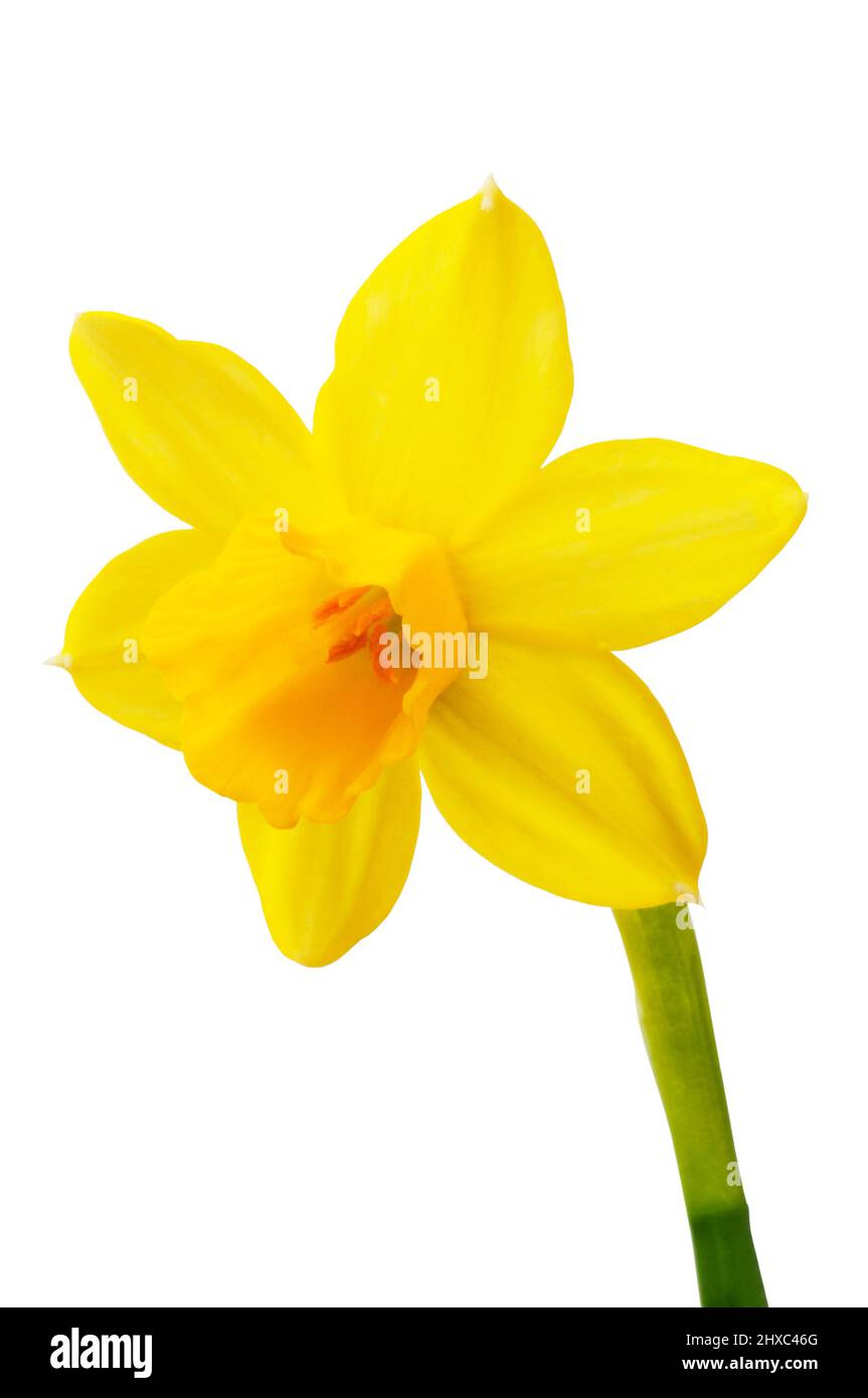 Studio shot of a single daffodil flower cut out against a white background - John Gollop Stock Photo