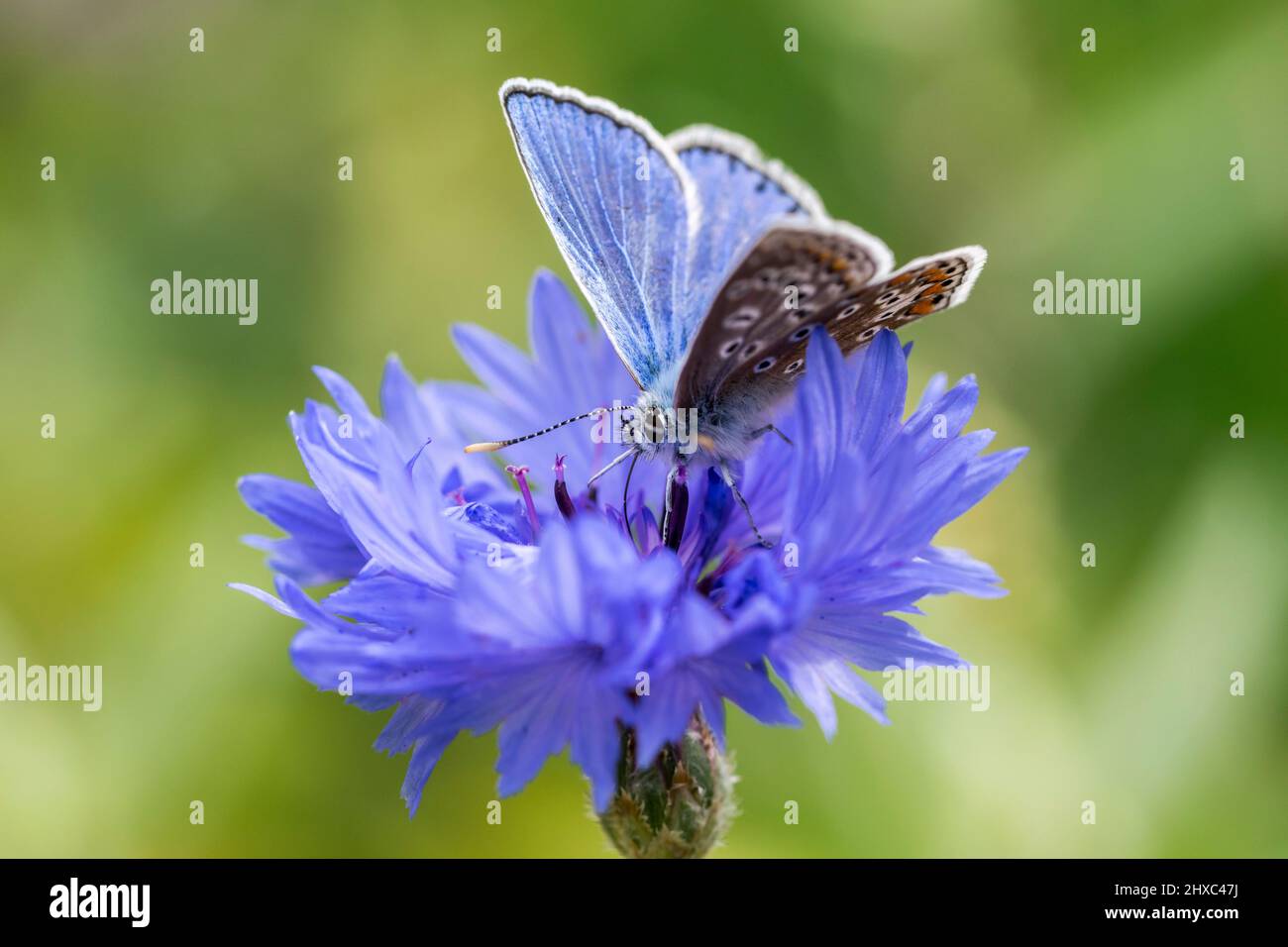 Common blue butterfly Polyommatus icarus feeding on a Cornflower Centaurea cyanus Stock Photo