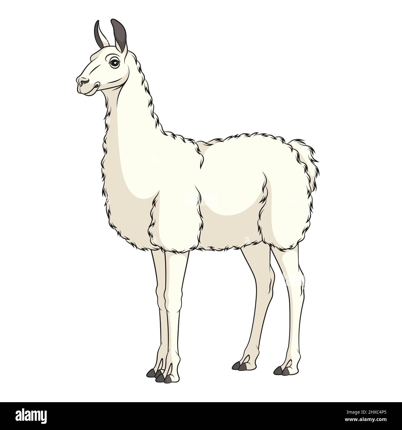 Color illustration with white llama, alpaca. Isolated vector object on a white background. Stock Vector
