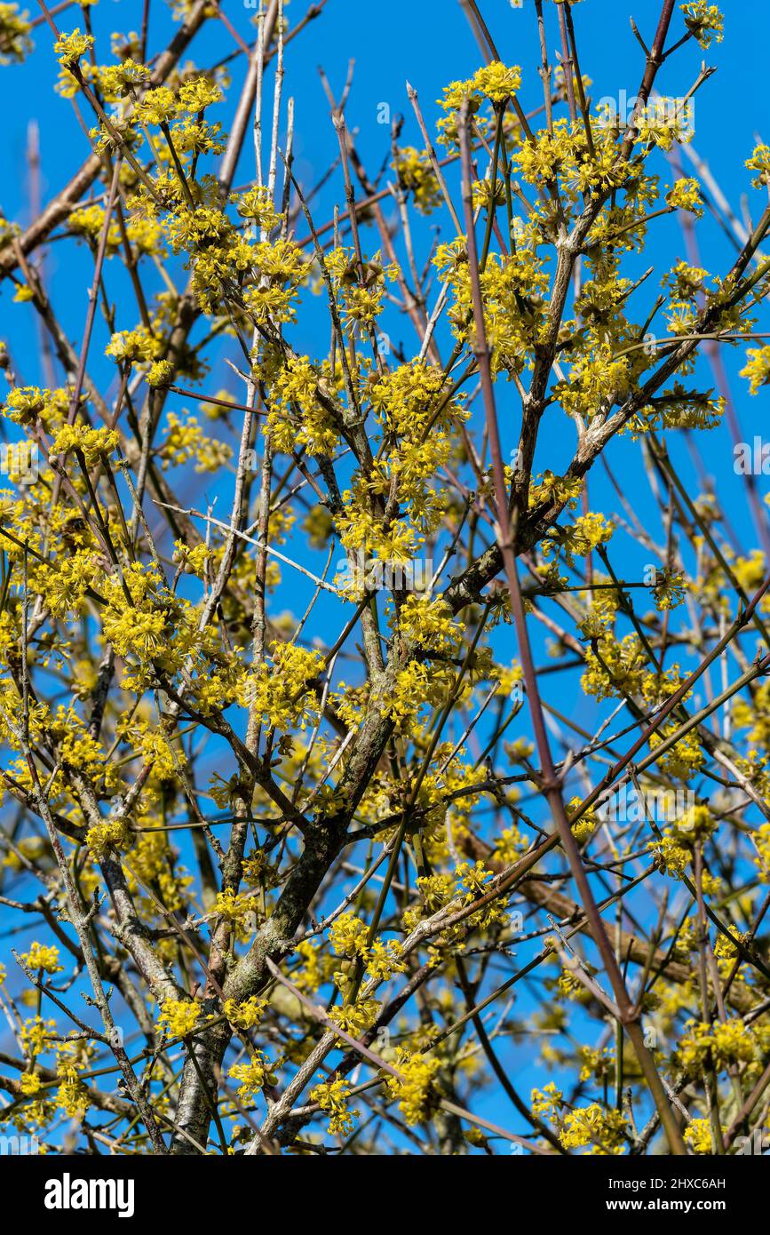 Cornus mas summer hi-res stock photography and images - Alamy