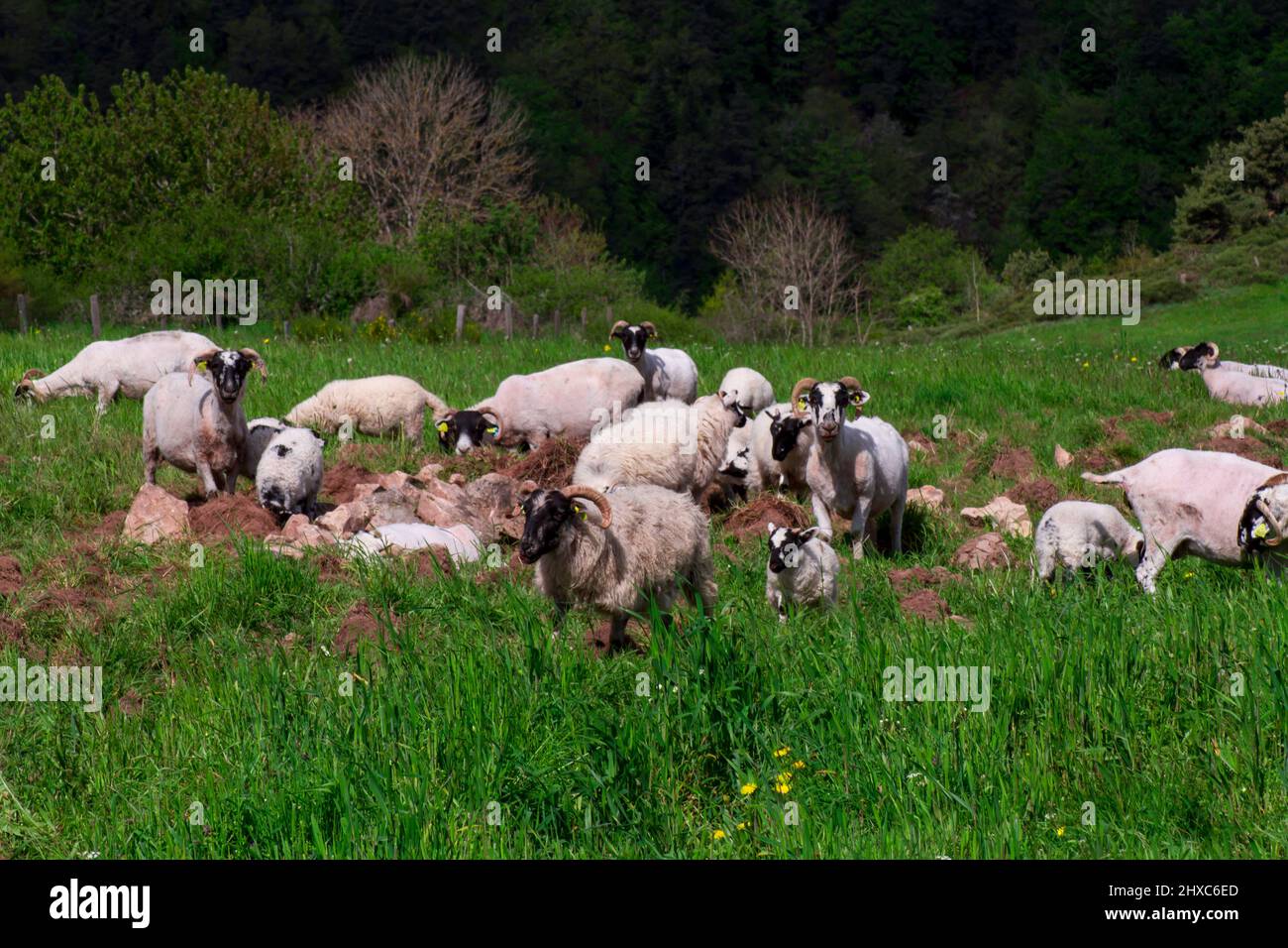 herd of sheep in a meadow grazing grass Stock Photo - Alamy