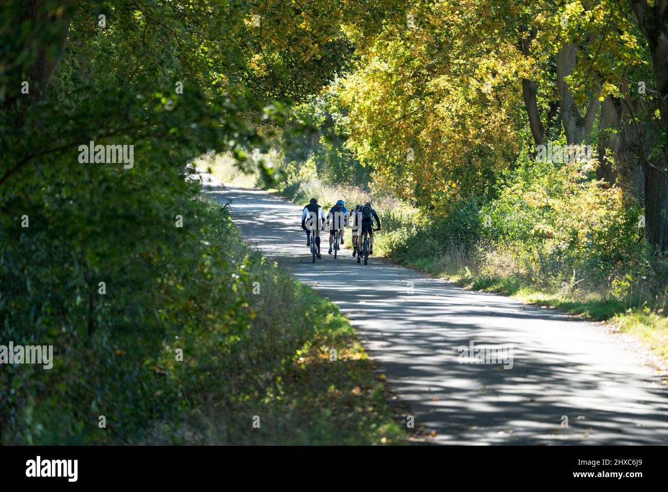 bikeway with oaks near State domain Beberbeck, Hofgeismar, Kassel district, Hesse, Germany Stock Photo