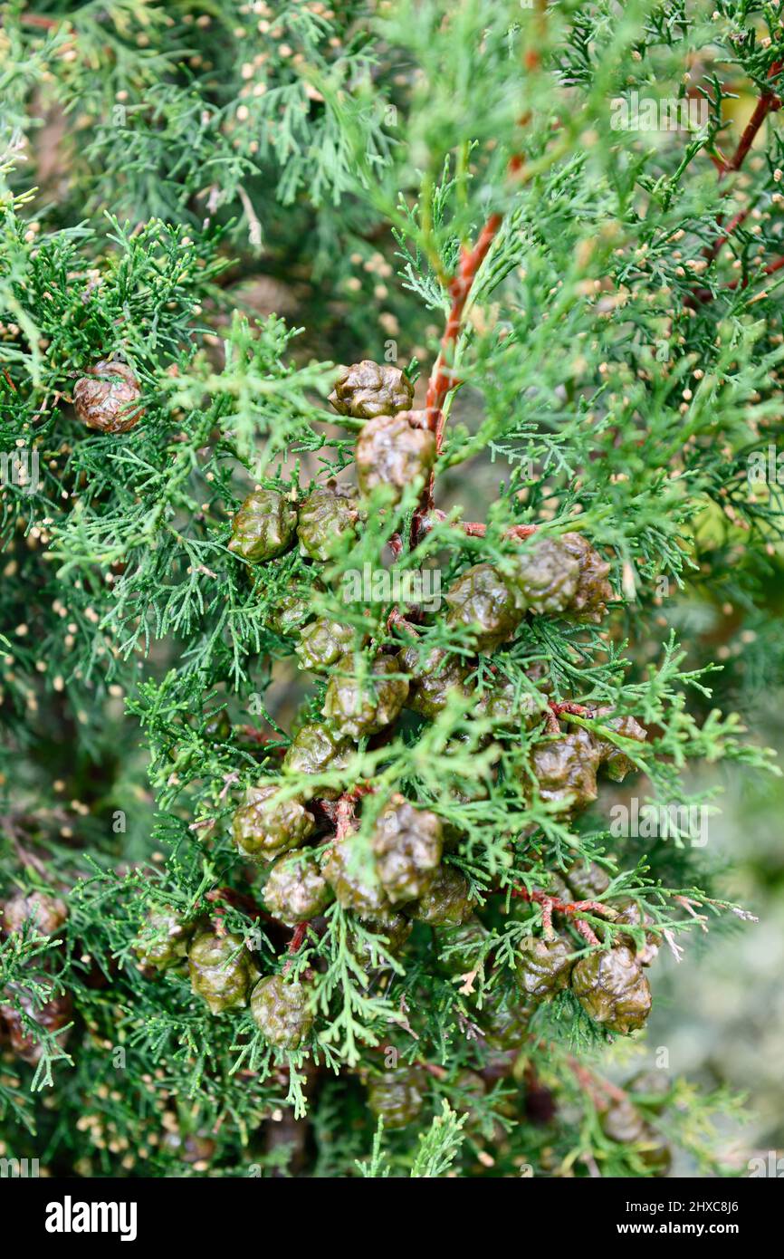 Conifer Tree (Cupressus sempervirens) Seeds in Garden Hook Norton Oxfordshire England uk Stock Photo
