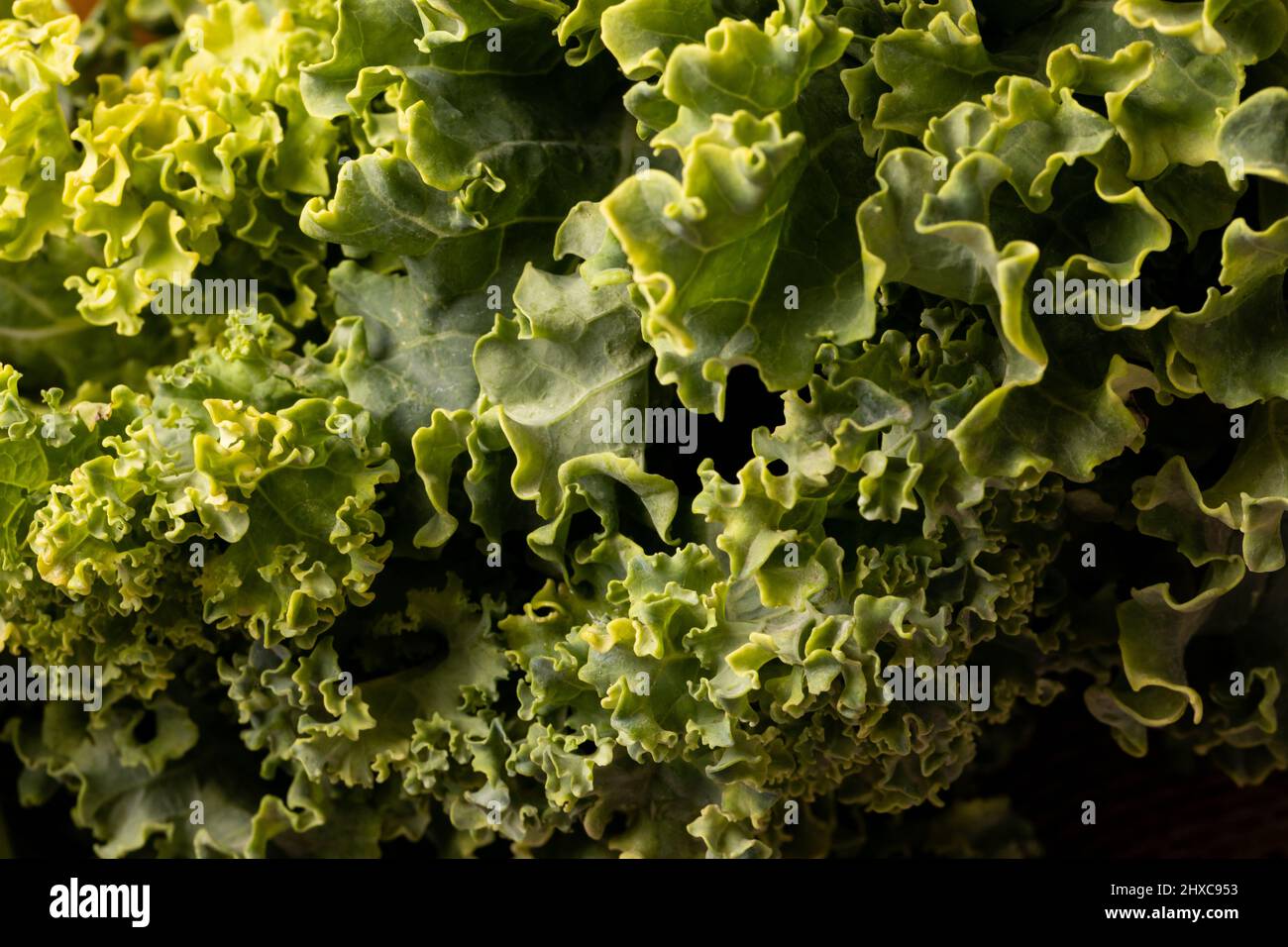 Full frame shot of fresh green kale leaf vegetable Stock Photo