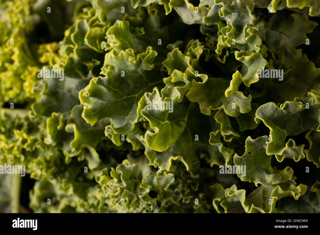 Full frame shot of fresh green kale Stock Photo