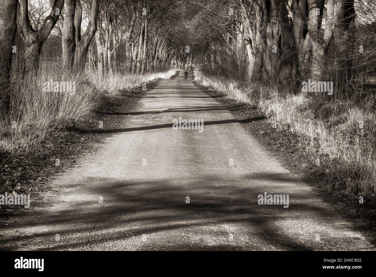 bikeway with oaks near State domain Beberbeck, Hofgeismar, Kassel district, Hesse, Germany Stock Photo