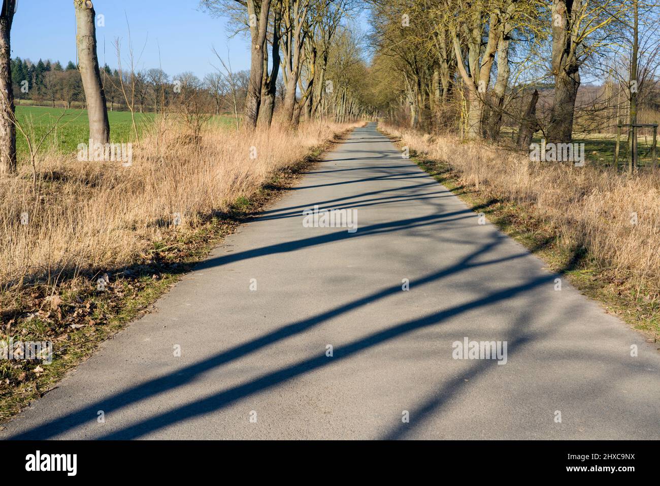 Oak parkway near State domain Beberbeck, Hofgeismar, Kassel district, Hesse, Germany Stock Photo