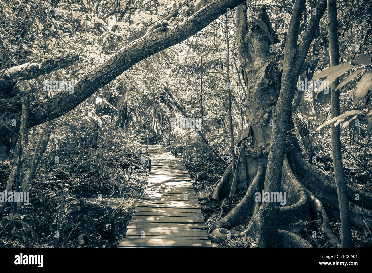 Old black and white picture of tropical natural jungle forest plants palm trees and wooden walking trails and bridge at the Sian Ka'an National Park i Stock Photo