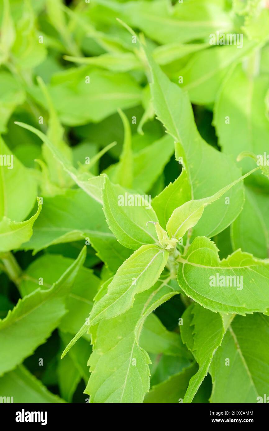 Jerusalem Artichoke 'Dwarf Sunray'. Helianthus tuberosus 'Dwarf Sunray