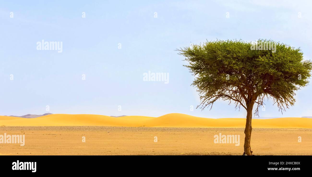 Alone tree in the extreme hot Sahara desert in the Algeria Stock Photo
