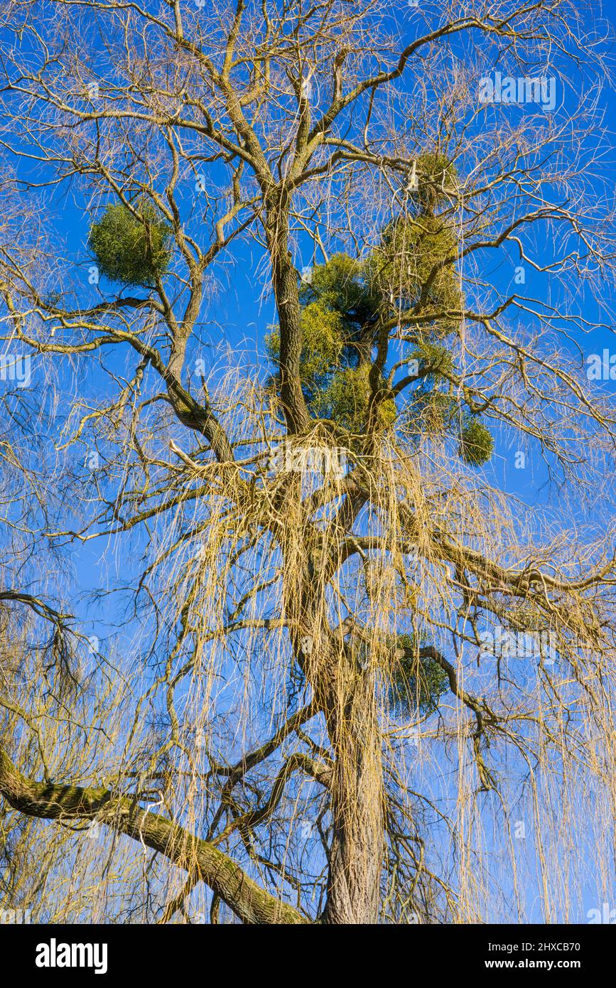 Babylon willow with mistletoes, springtime, State domain Beberbeck, Hofgeismar, Kassel district, Hesse, Germany Stock Photo