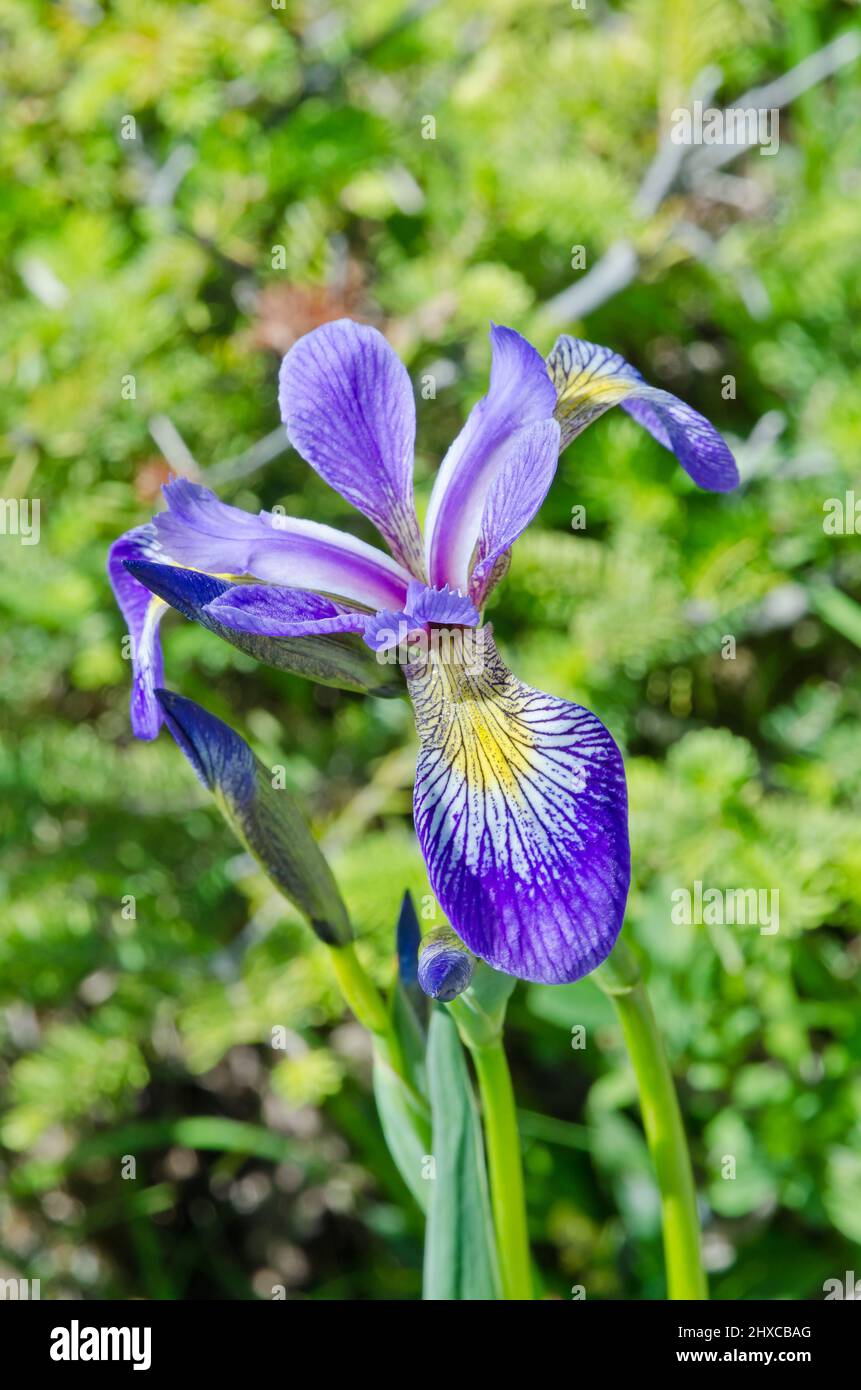 Blue Iris Sibirica in full bloom in the Newfoundland, Canada Stock Photo