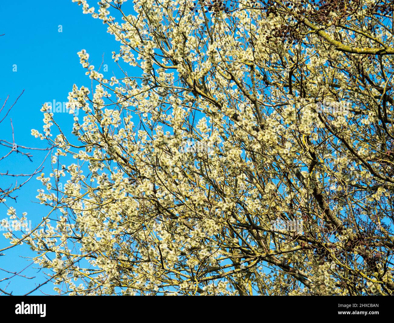 Willow tree covered in spring flowers against a blue sky Stock Photo