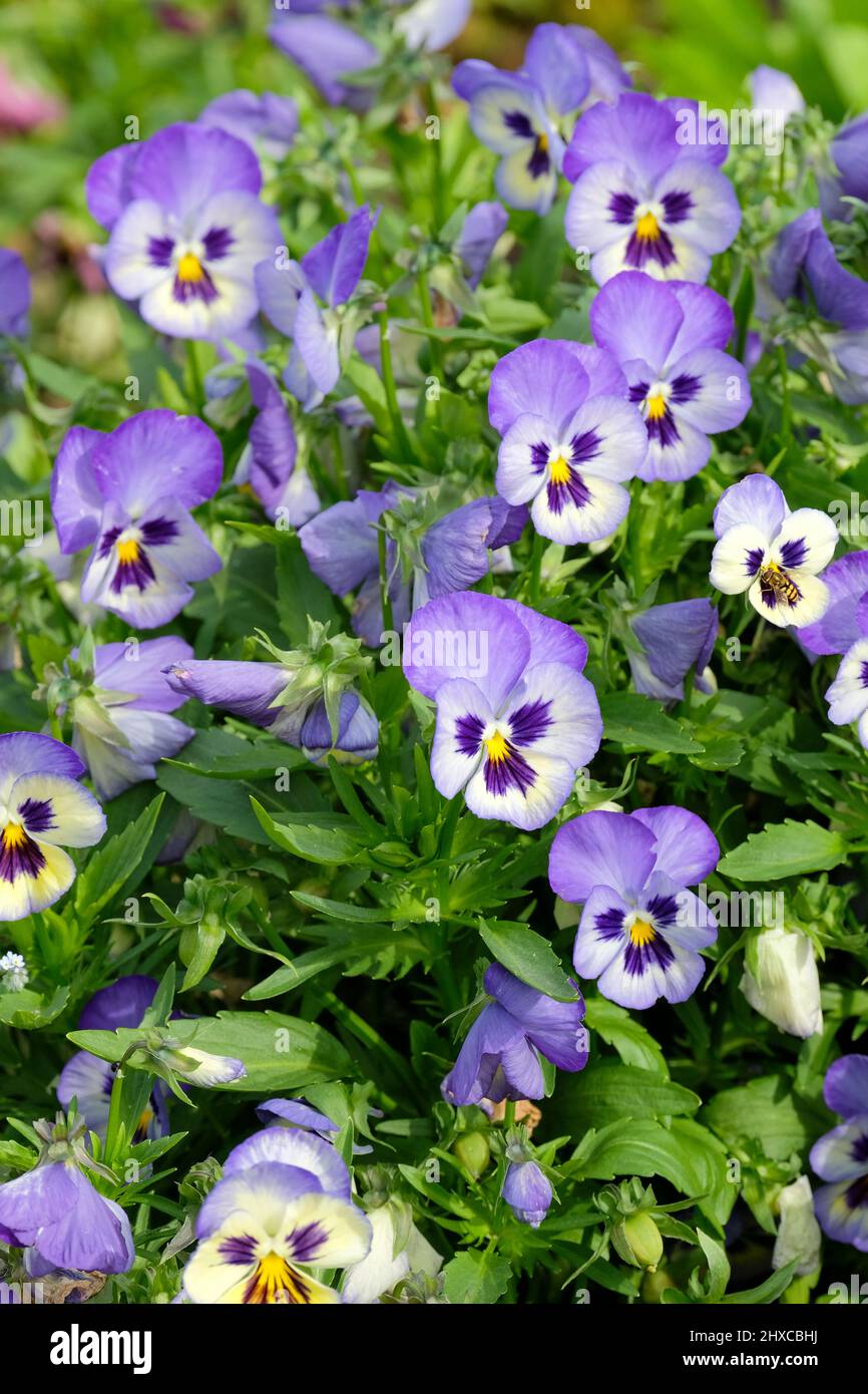 Blueberry Thrill Pansies have bicolor flowers of blues and yellow. Pansy Wittrockiana Blueberry Thrill Stock Photo