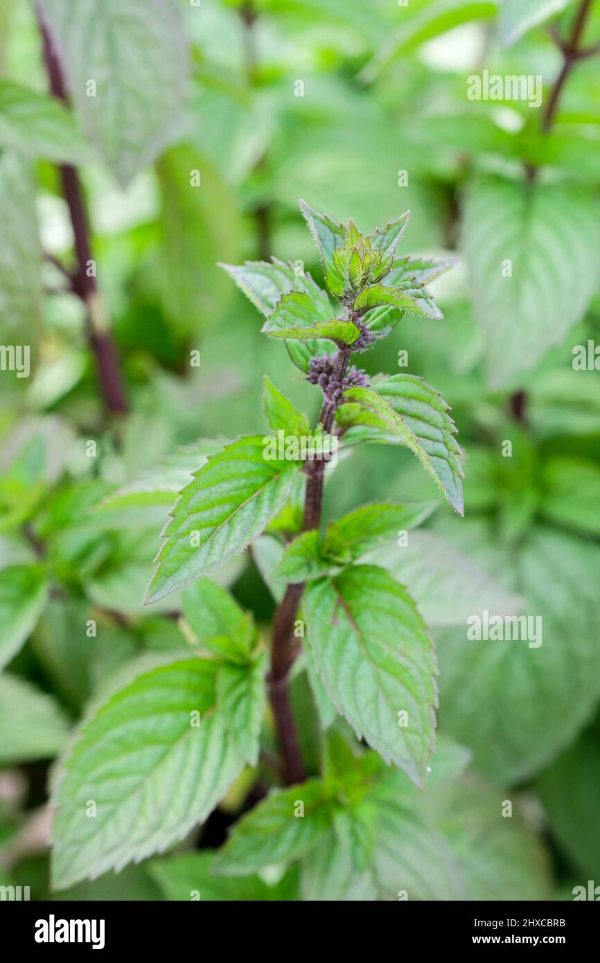 Mentha Smithiana, Red Mint. Spearmint smell and taste with red tinged stems Stock Photo
