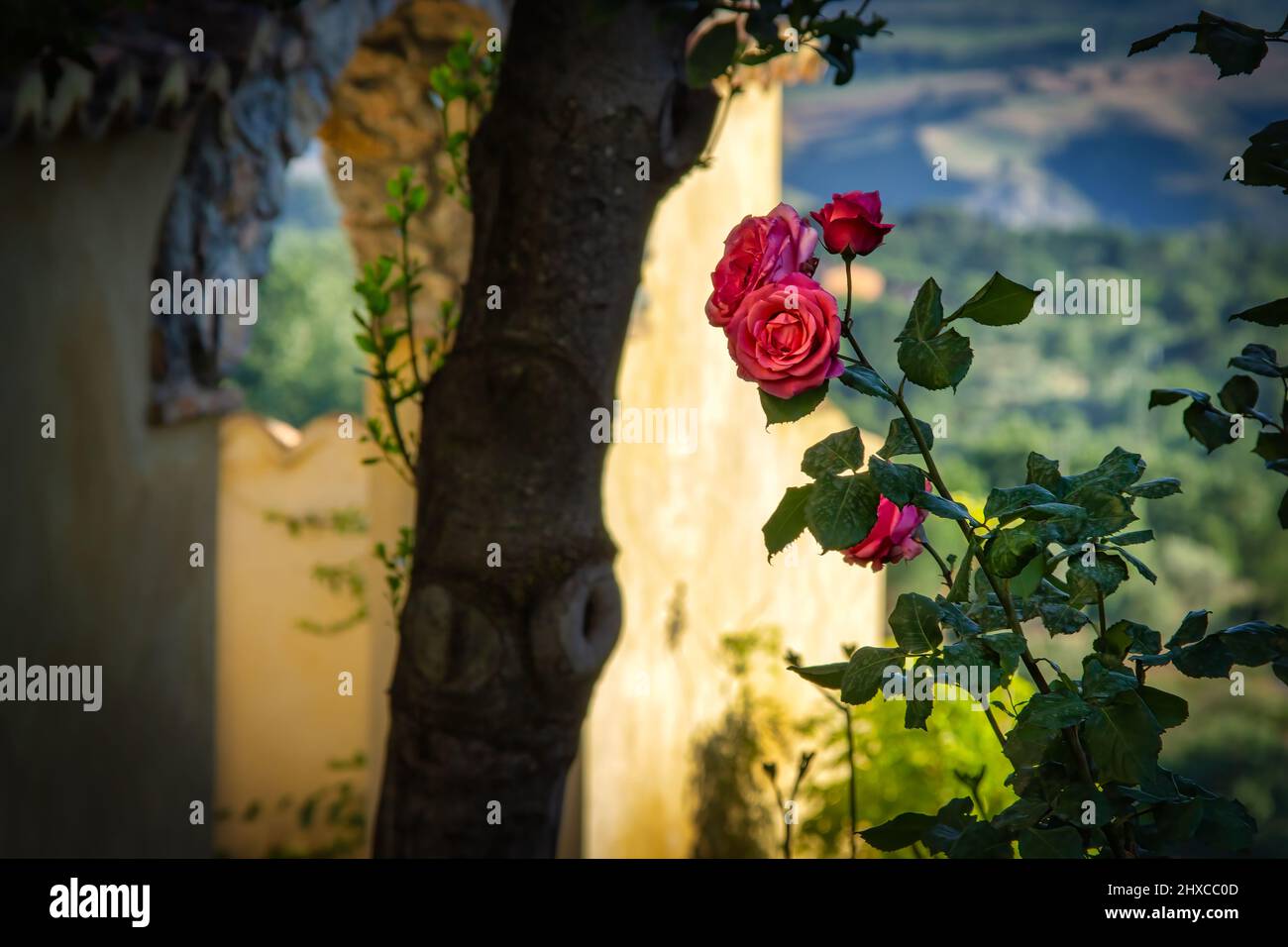 Flowers in a garden overlooking the countryside of Calabria in southern Italy. Stock Photo