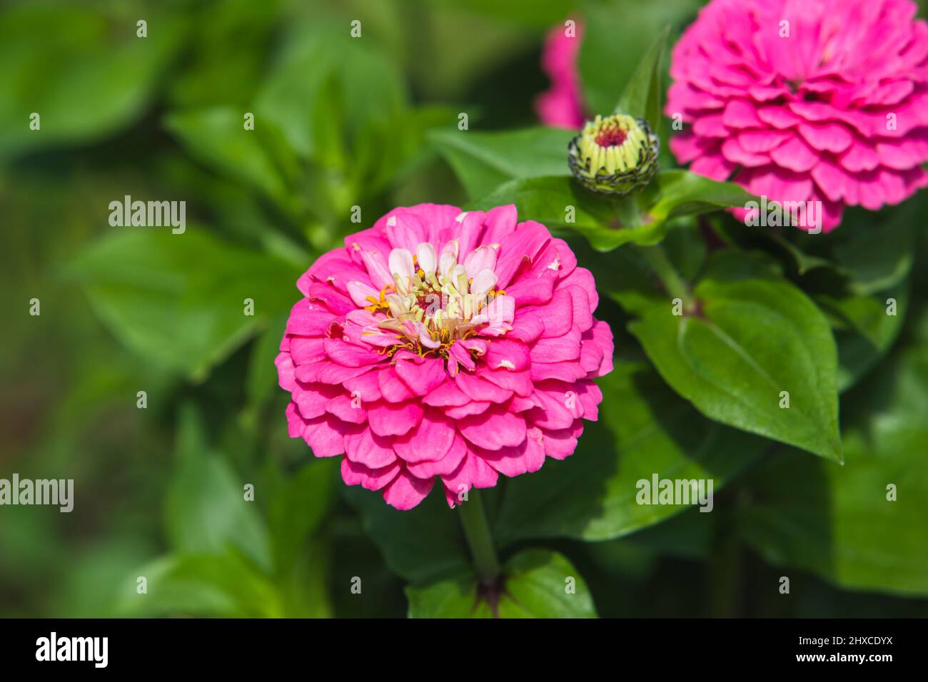 Pink flowers close up photo with selective soft focus. Zinnia is a genus of plants of the sunflower tribe within the daisy family Stock Photo