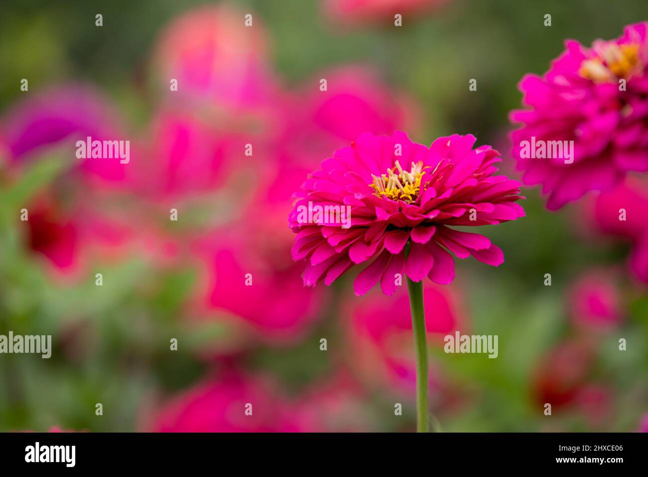 Vibrant pink garden flowers close up photo with selective soft focus. Zinnia is a genus of plants of the sunflower tribe within the daisy family Stock Photo