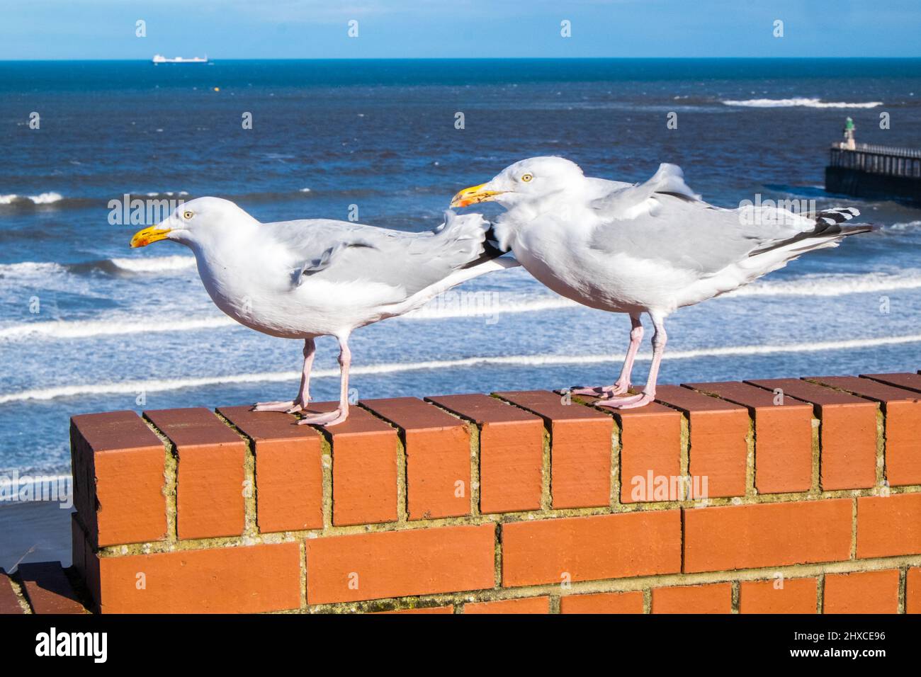 seagull,seagulls,gull,gulls,on,brick,wall,on,coast,coastline,seaside,resort,of,Whitby,Yorkshire,England,English,UK,United Kingdom,GB,Great Brtiain,British,Europe, Stock Photo