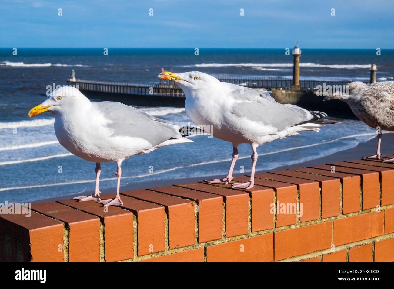 seagull,seagulls,gull,gulls,on,brick,wall,on,coast,coastline,seaside,resort,of,Whitby,Yorkshire,England,English,UK,United Kingdom,GB,Great Brtiain,British,Europe, Stock Photo