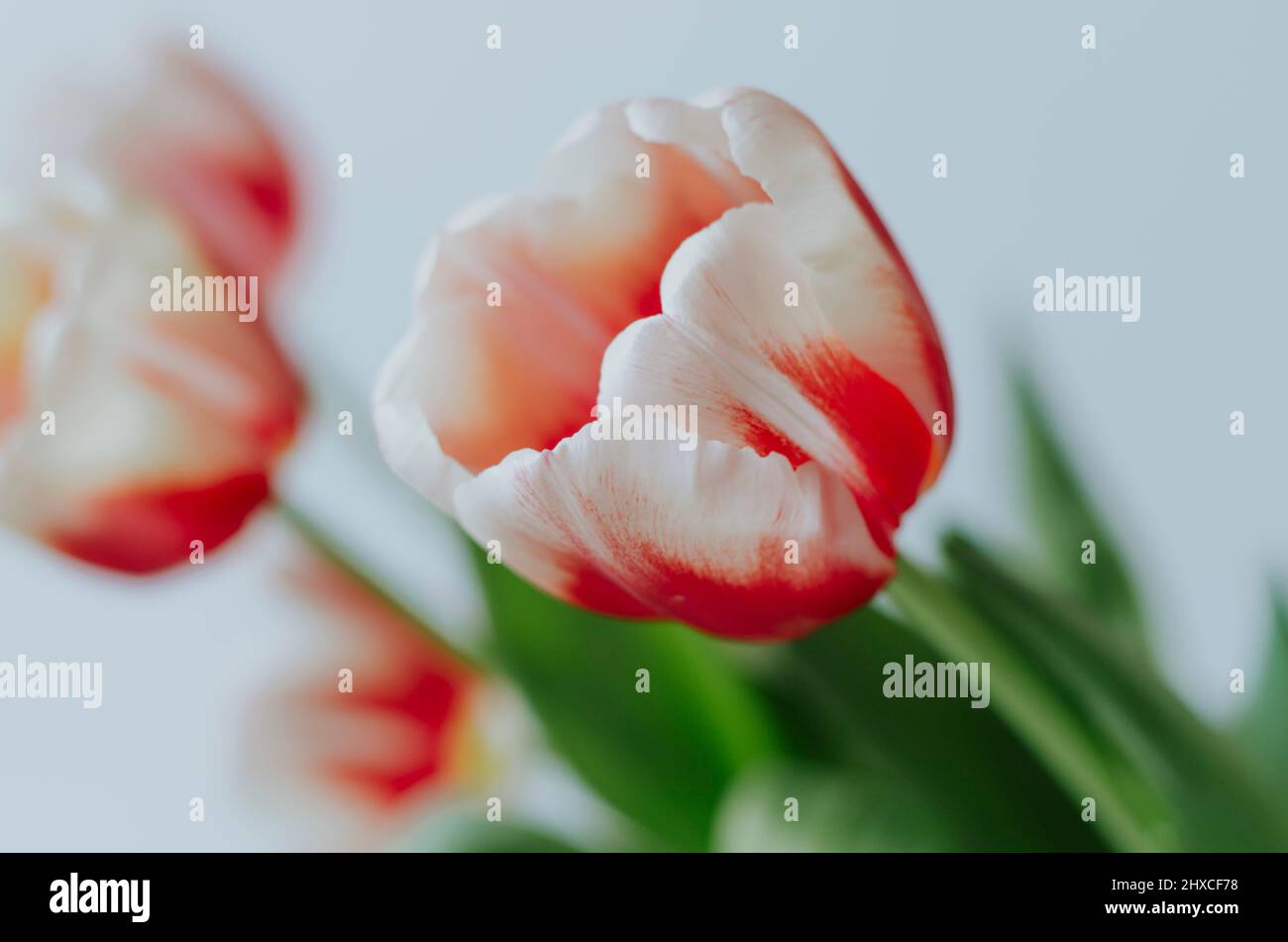 Shallow depth of field close up delicate of red white tulip in bouquet on white background Stock Photo