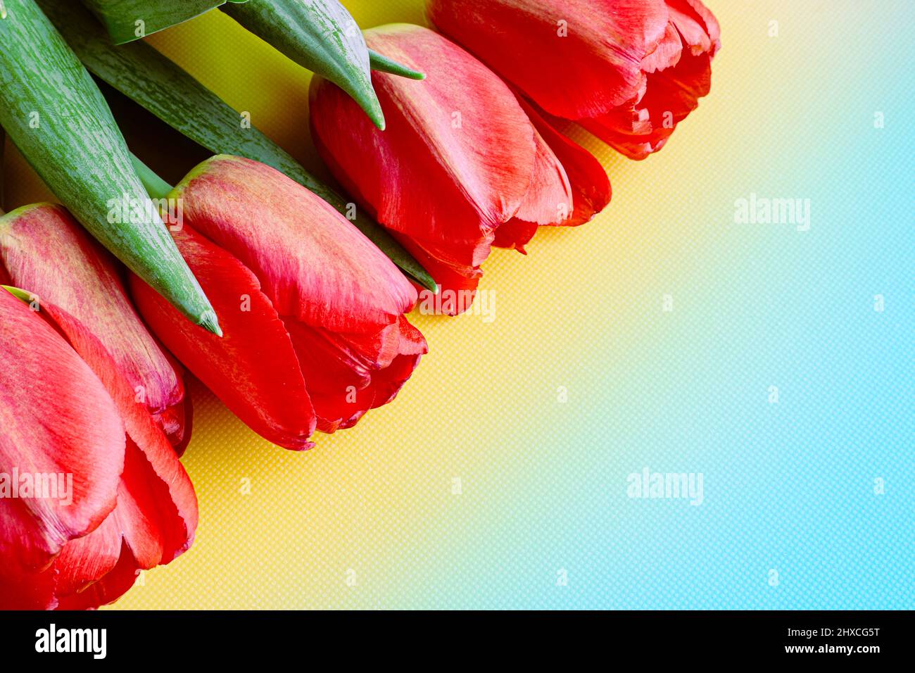 Spring still life of red tulips on a pastel textured background. Stock Photo
