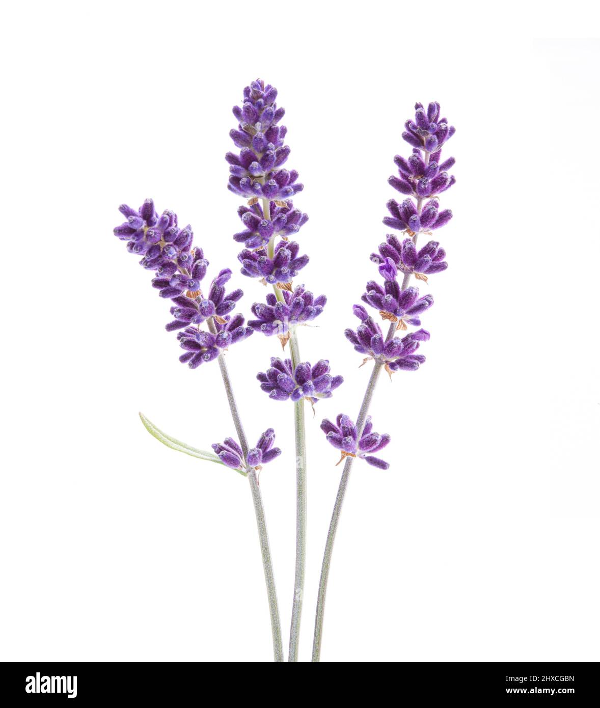 Lavender flowers isolated on white background Stock Photo Alamy