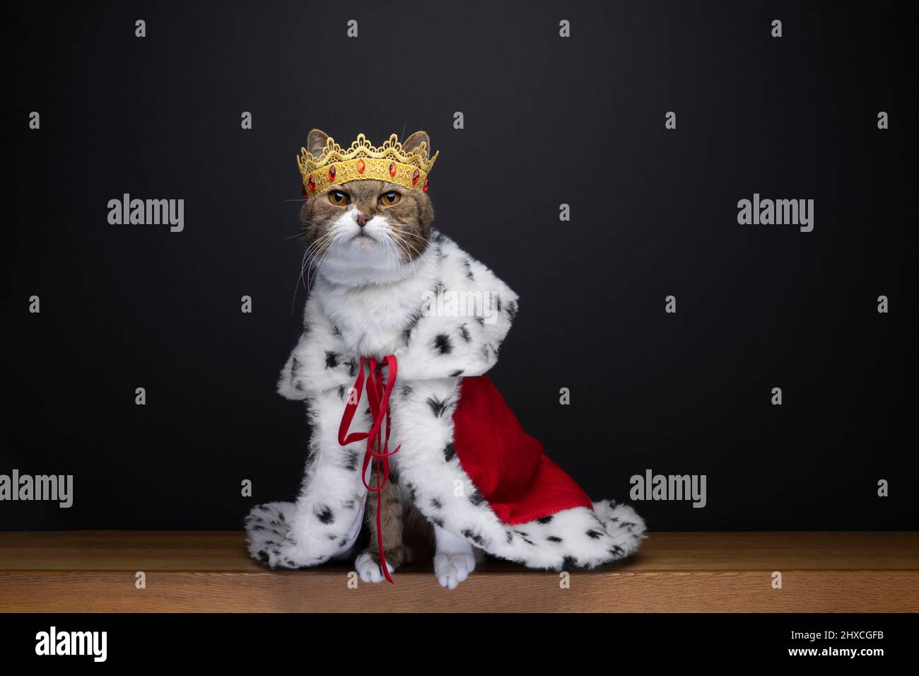 cute cat wearing royal kitty king outfit costume with golden crown and red ermine coat on black background with copy space Stock Photo