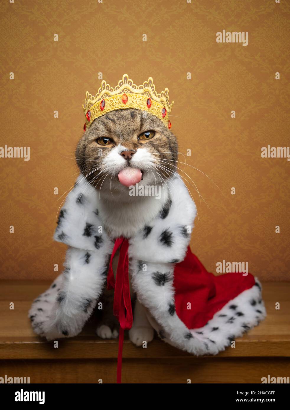 funny naughty cat wearing king costume and crown like a royal kitty sticking out tongue Stock Photo