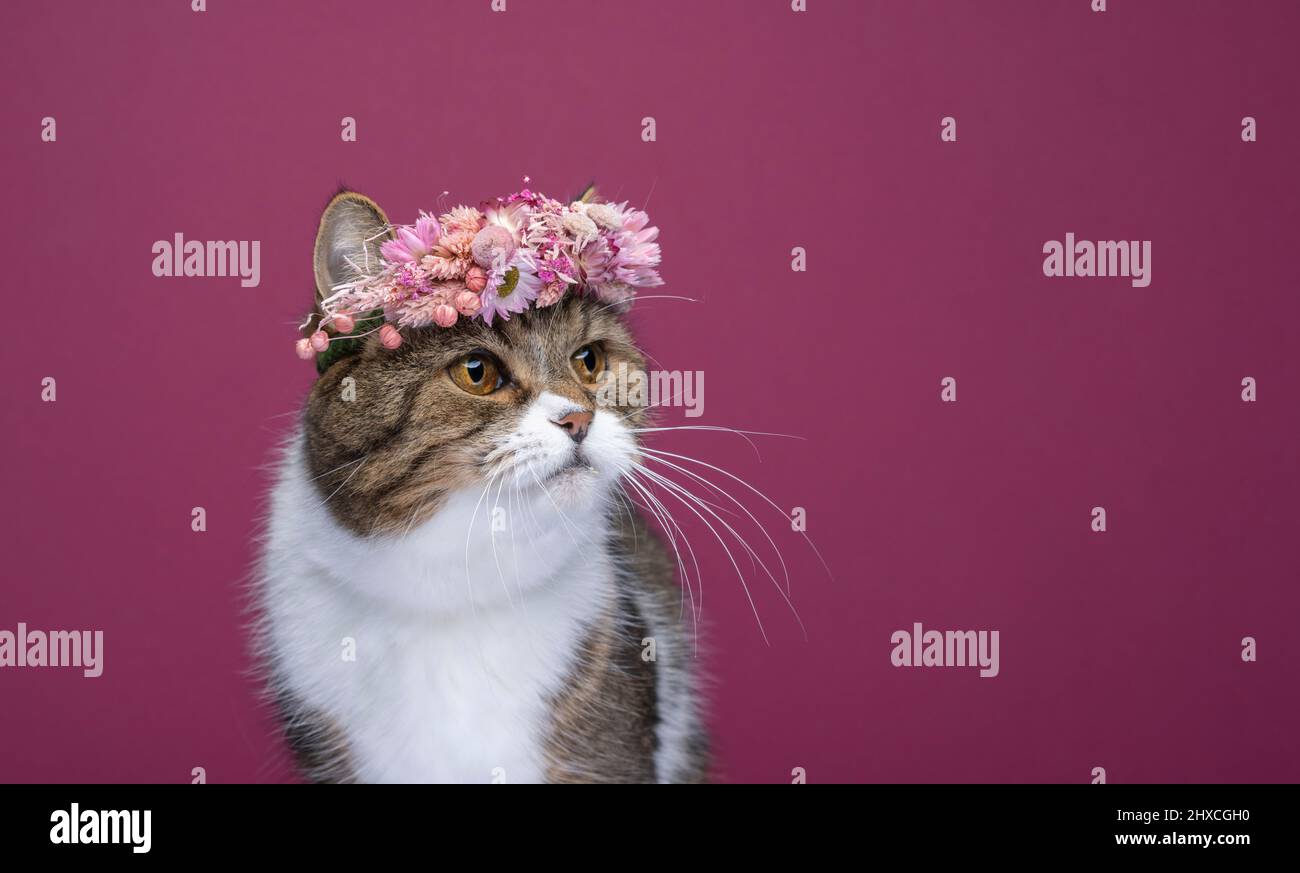 How To Get Flower Crown In Tabby Cat at Lloyd Murphy blog