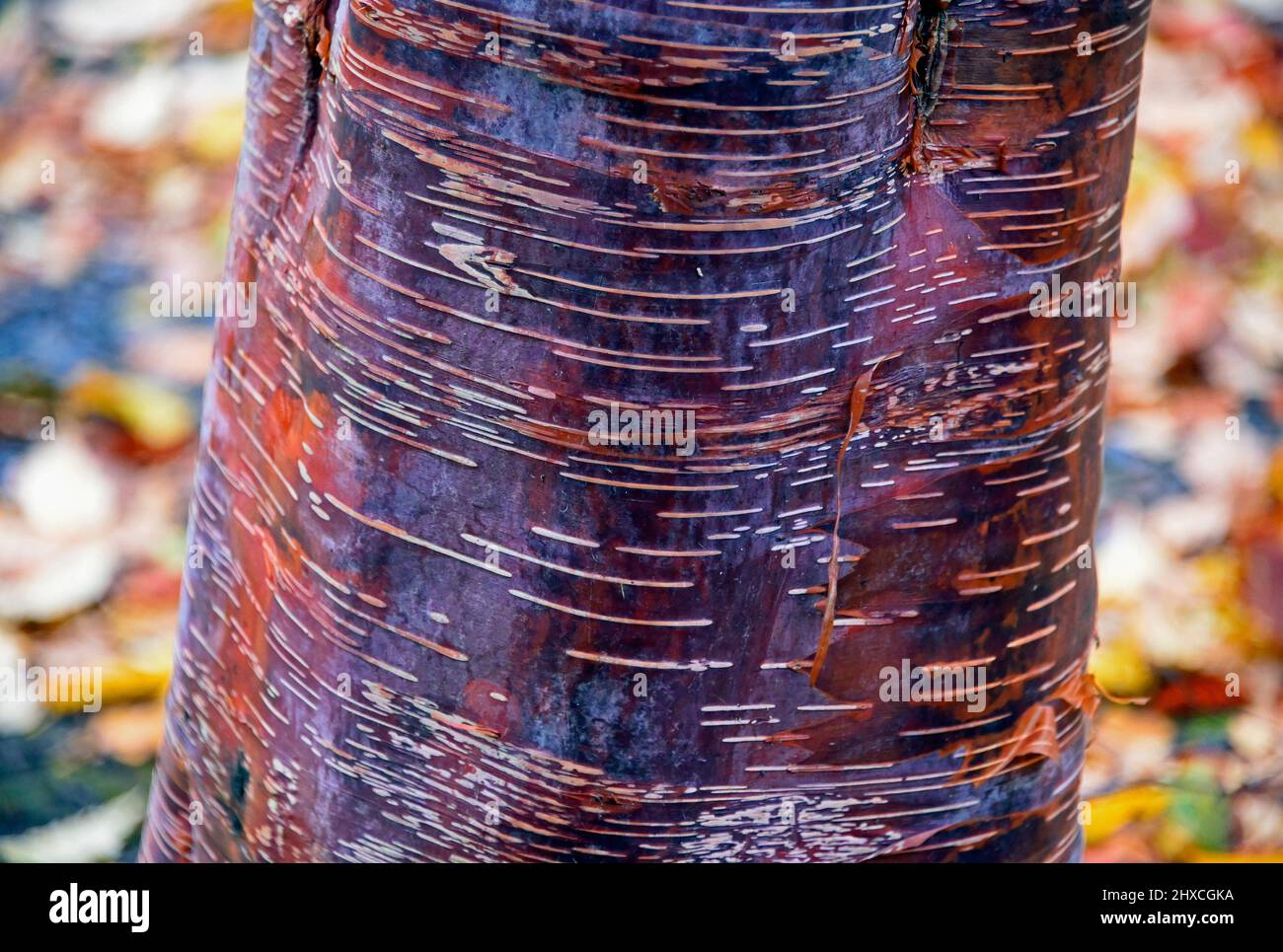 Prunus serrula, called birch bark cherry, birchbark cherry, paperbark cherry, or Tibetan cherry, is a species of cherry native to China, and is used a Stock Photo