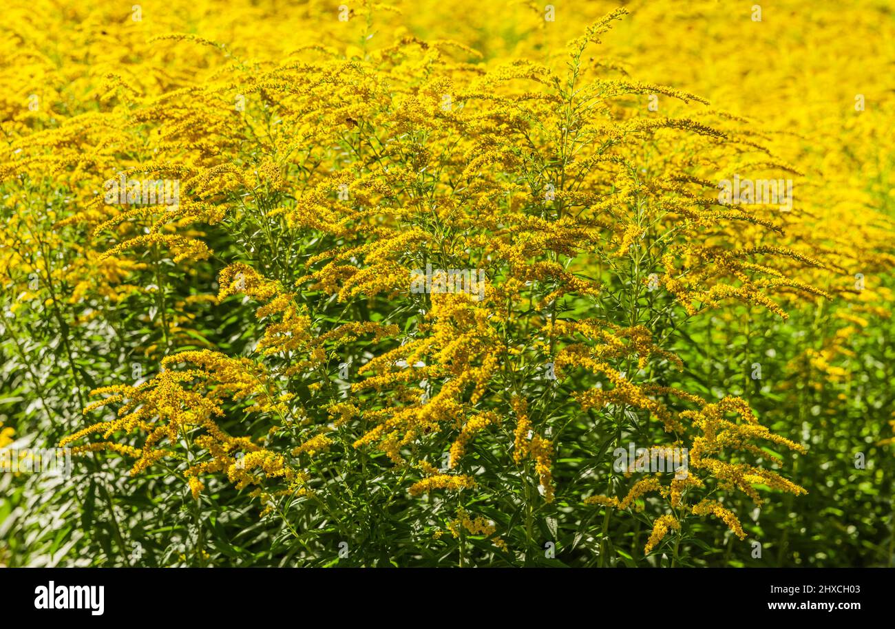 Goldenrod inflorescence in summer Stock Photo