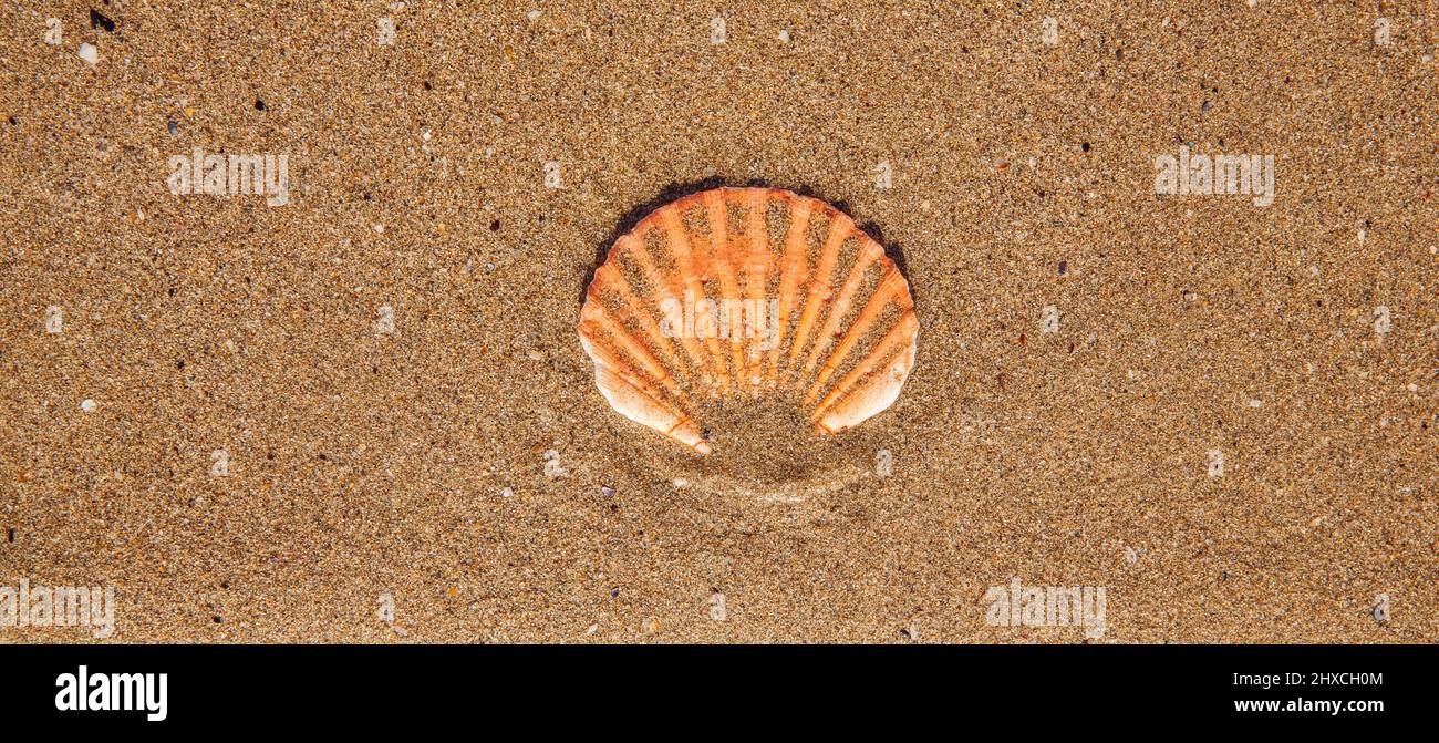Scallop in sand Stock Photo
