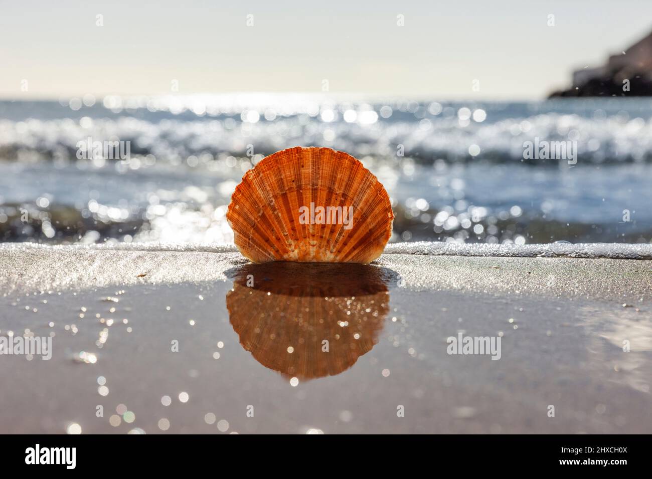 Scallop on beach with sea in background Stock Photo