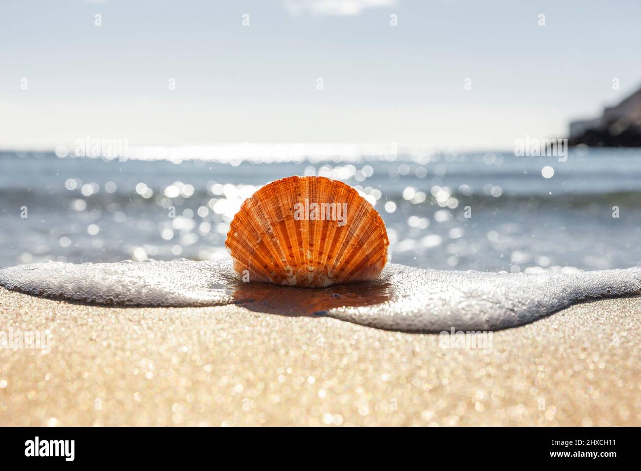 Scallop on beach with sea in background Stock Photo