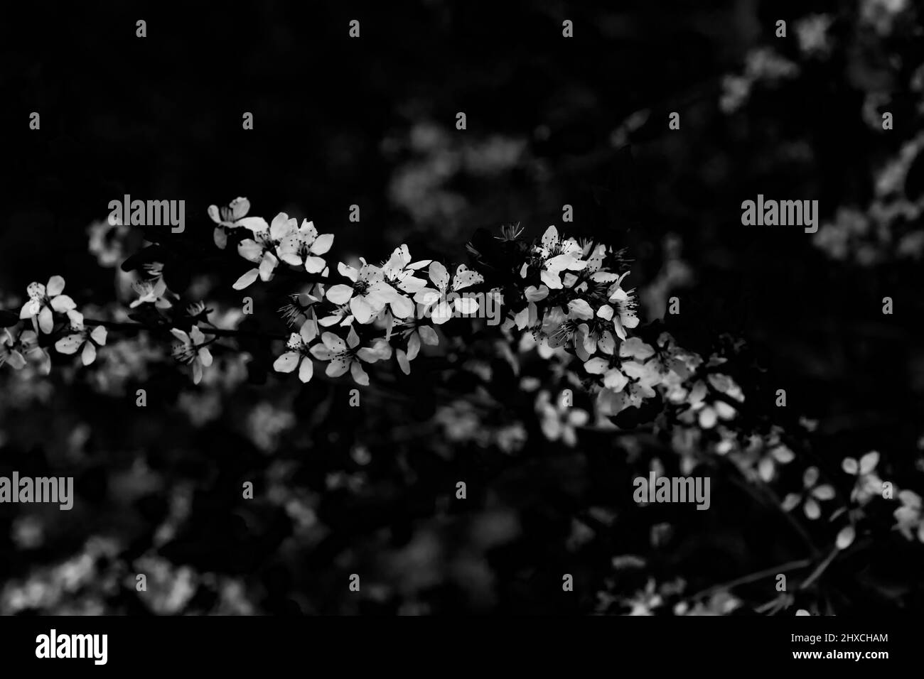 Single branch of a plum tree in spring with open flowers, shallow depth of field, beautiful soft bokeh, black and white Stock Photo